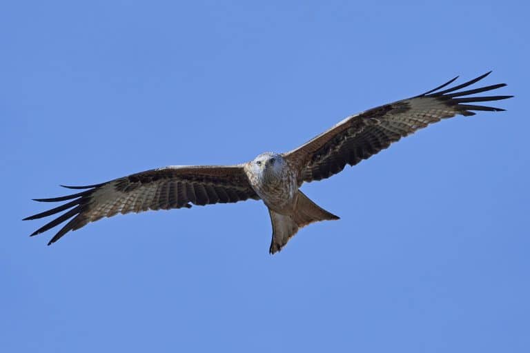 Red kite (Milvus milvus)
